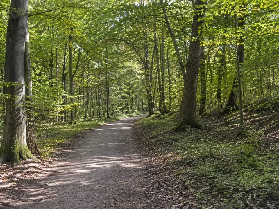 Wald bei Hermannseck: Weiter befestigter Waldweg zwischen alten Buchen und Eichen auf sanft gewelltem Gelände