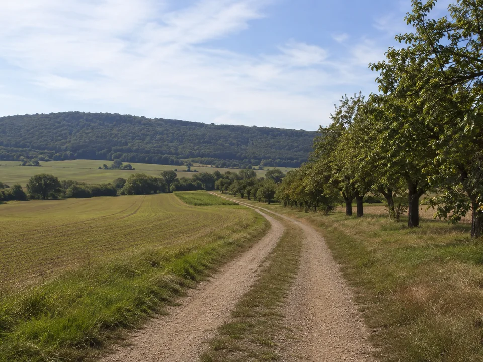 Feldrand bei Lodersleben: Feldweg zwischen Äckern und Obstbäumen vor niedrigem bewaldetem Höhenzug