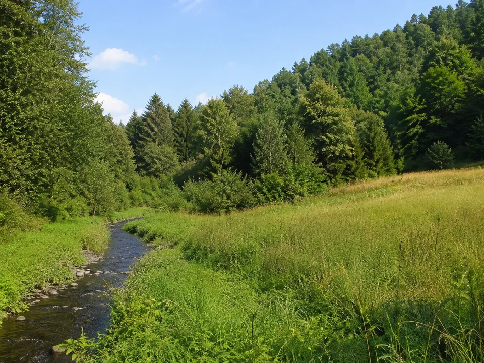 Oelsaer Waldsaum: kleiner Bach zwischen Wiesen und dichtem Mischwald auf sanftem Hügelgelände