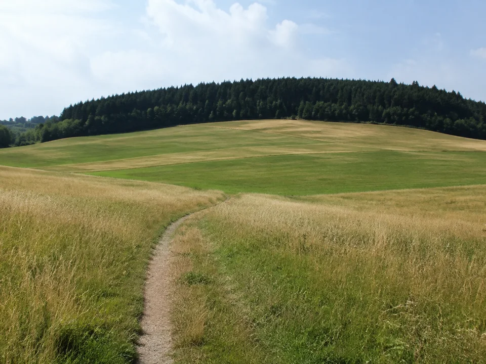 Obernaundorfer Höhen: offene wellige Felder mit schmalem Weg und dunklem Poisenwald am Horizont