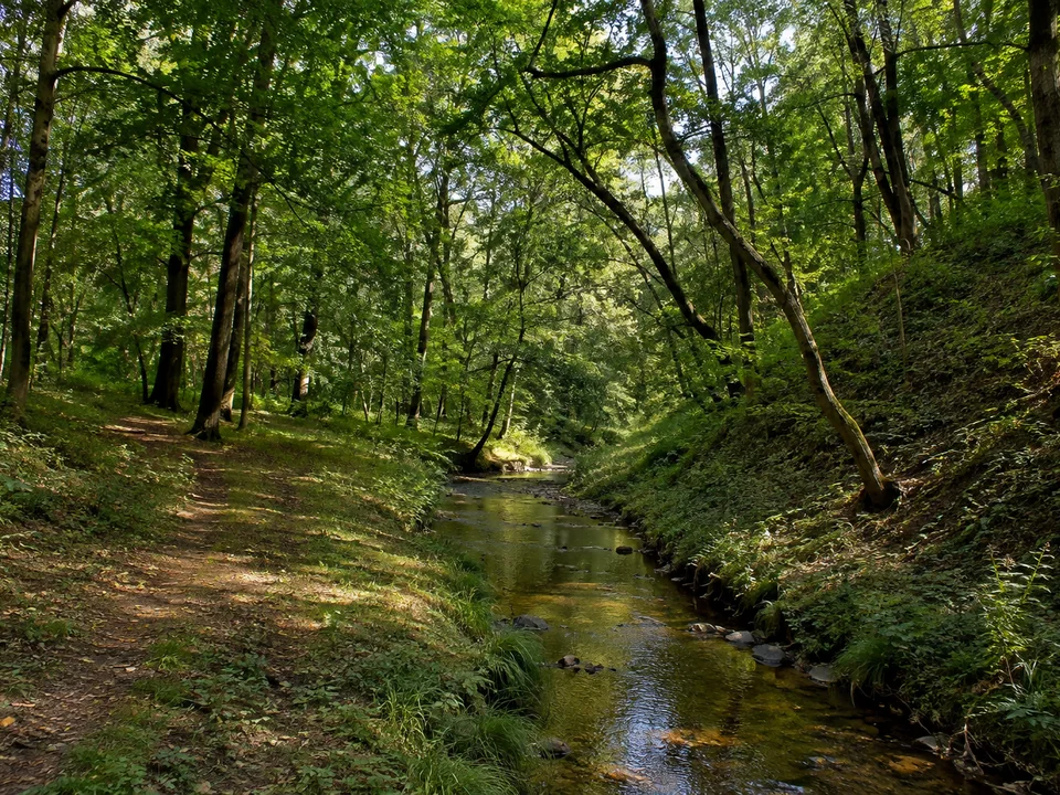 Liegau-Augustusbad: ruhiger Bach unter alten Laubbäumen in einem niedrigen grünen Tal