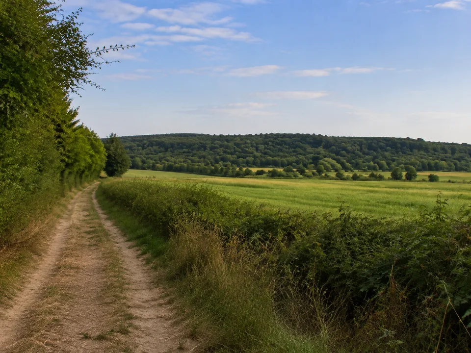 Großerkmannsdorfer Flur: sanfte Felder mit Hecken und schmalem Feldweg vor niedrigem Waldsaum