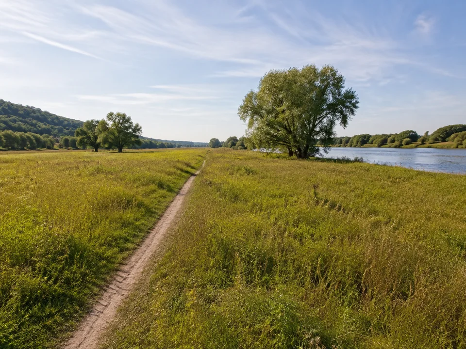 Altkötzschenbrodaer Elbwiesen: breite ebene Flusswiese mit schmalem Weg und einzelnen Weiden an der Elbe