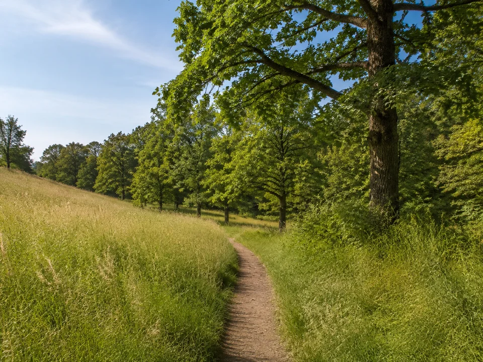 Lindenauer Waldsaum: sanft welliger Laubmischwald mit schmalem Weg zwischen Wiesen und Eichen