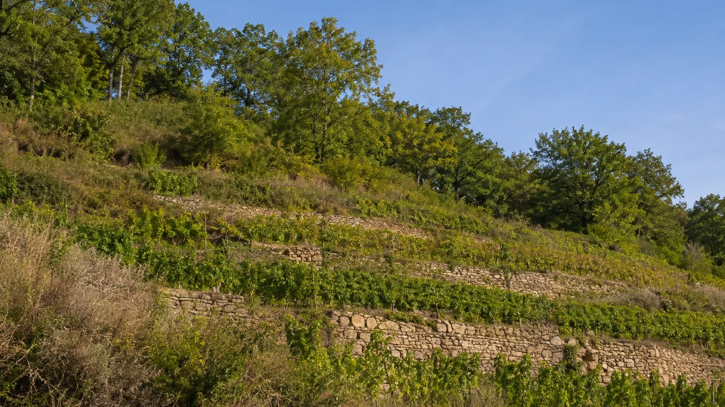 Radebeul: Radebeul Altkötzschenbroda: Zitzschewiger Weinberge: kleine Weinbergterrassen mit rauen Trockenmauern und Laubwald an niedrigen Hügelkuppen