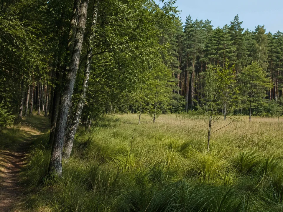 Großdittmannsdorfer Waldsaum: feuchter Wiesenrand mit Erlen vor dichtem Kiefernwald, vorhandener Weg am Rand