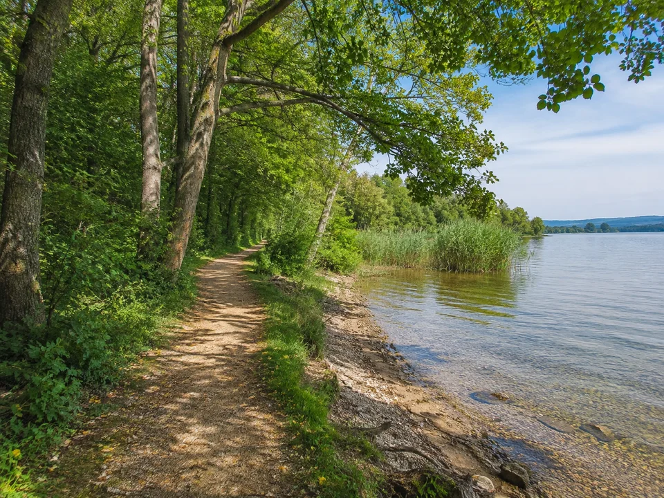 Radolfzeller Uferwald: Ebener schmaler Wanderweg unter Laubbäumen am ruhigen See mit Kies und Schilf am Ufer