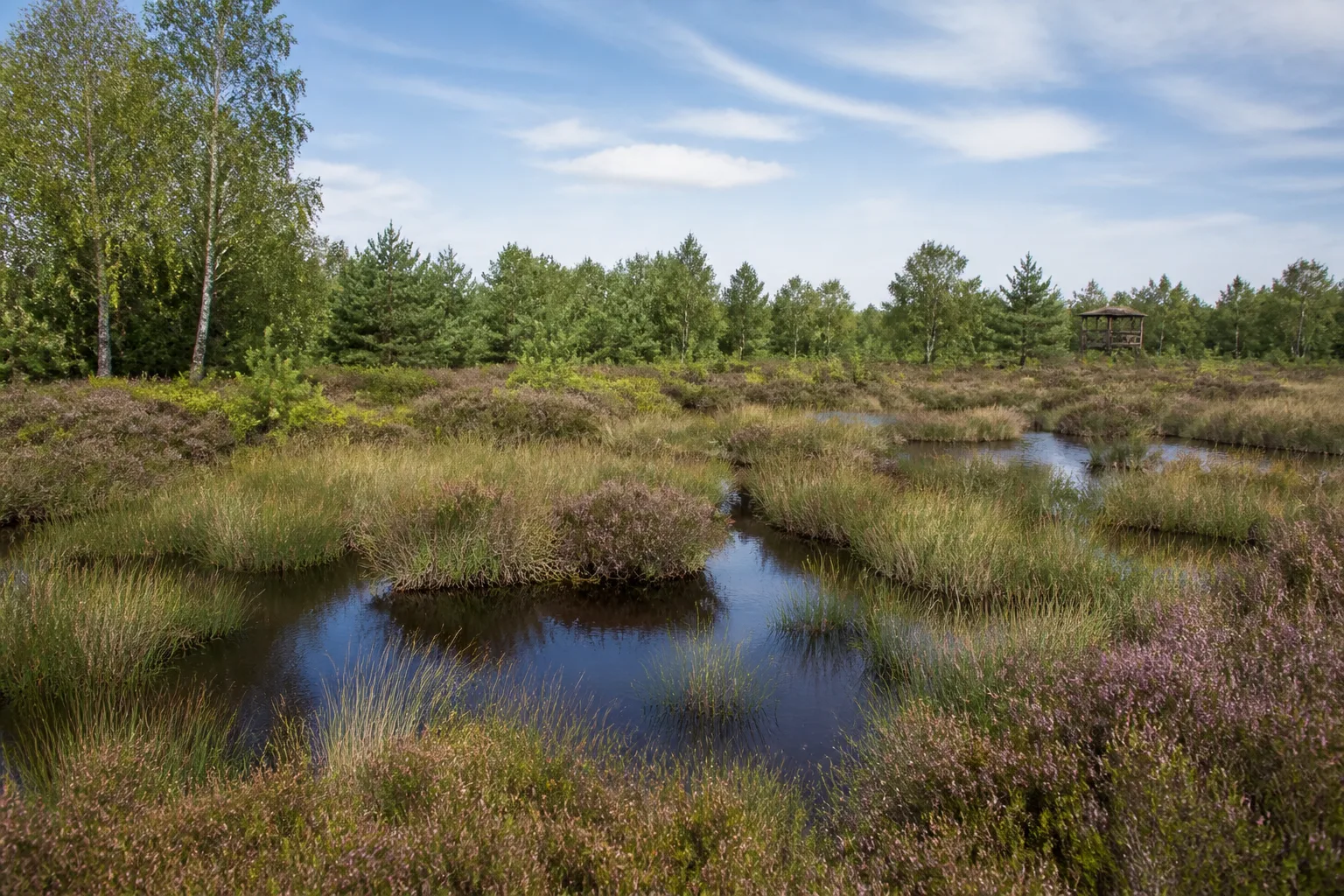 Weißes Moor in Rahden