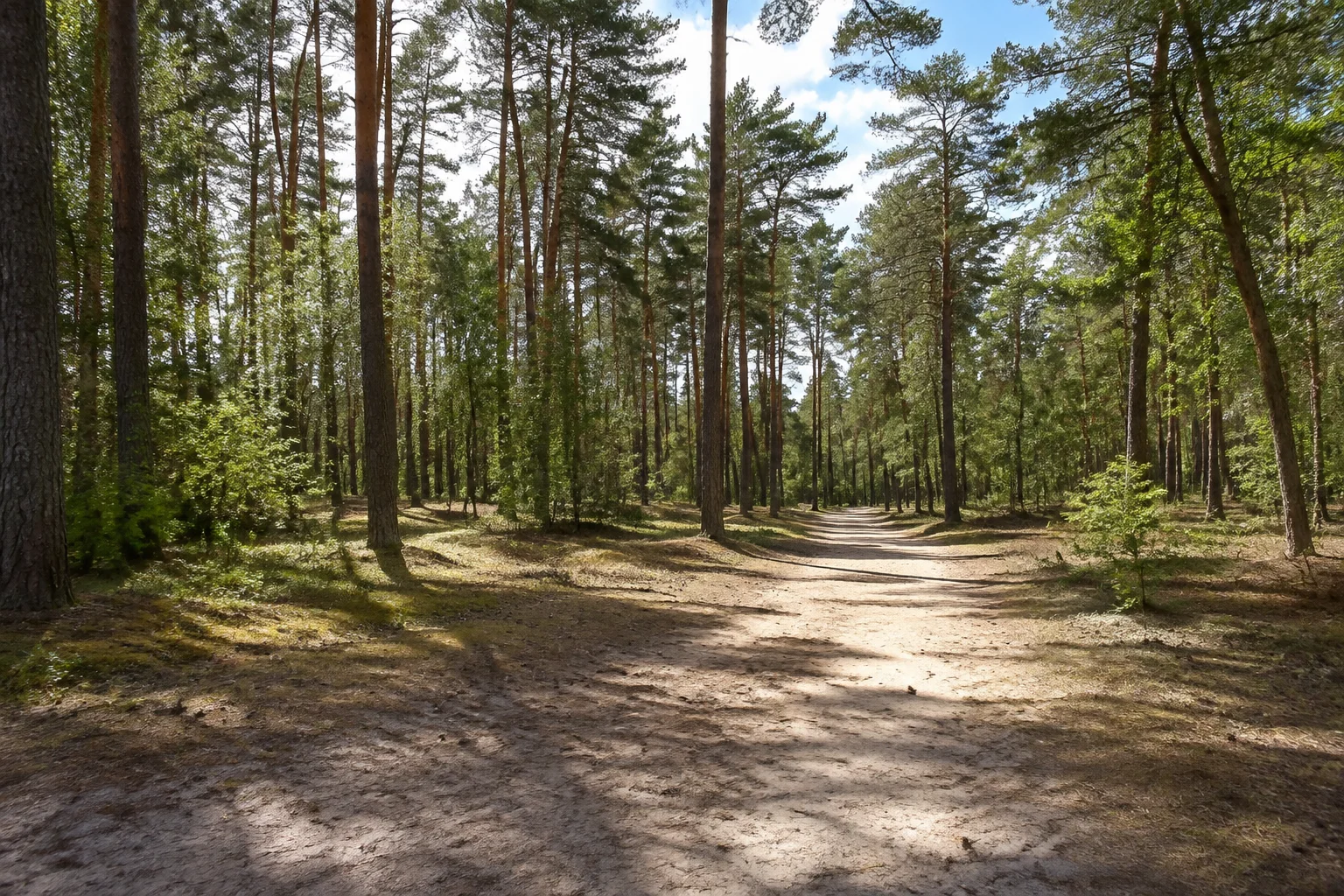 Rathenow: Stadtforst / Ferchesarer Weg: Kiefernwald auf sandigem Boden mit breiten Waldwegen.