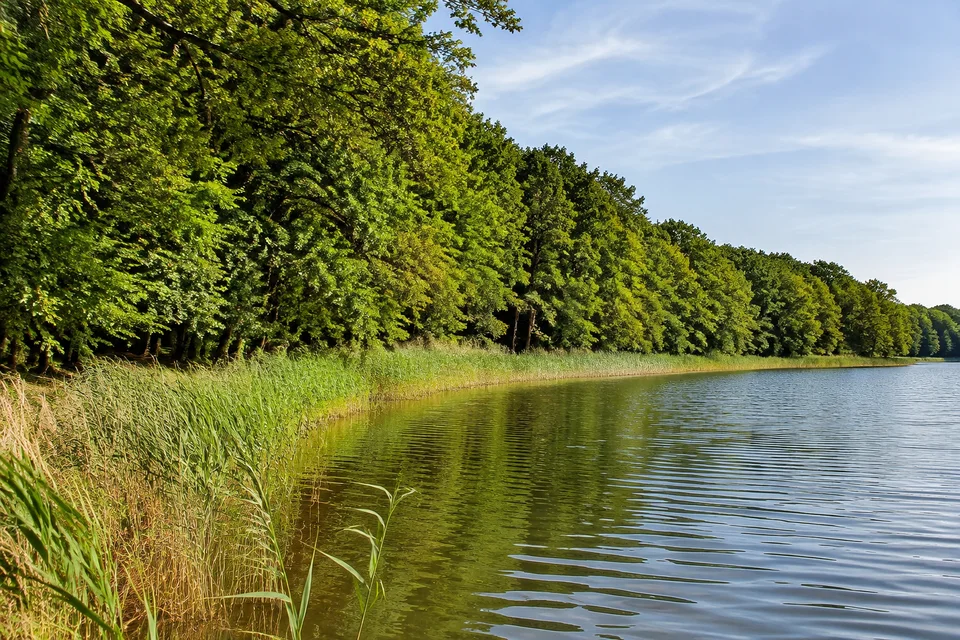 Südlicher Küchensee: Dichter Buchenwald bis ans leicht gebogene Seeufer mit Schilf am Rand
