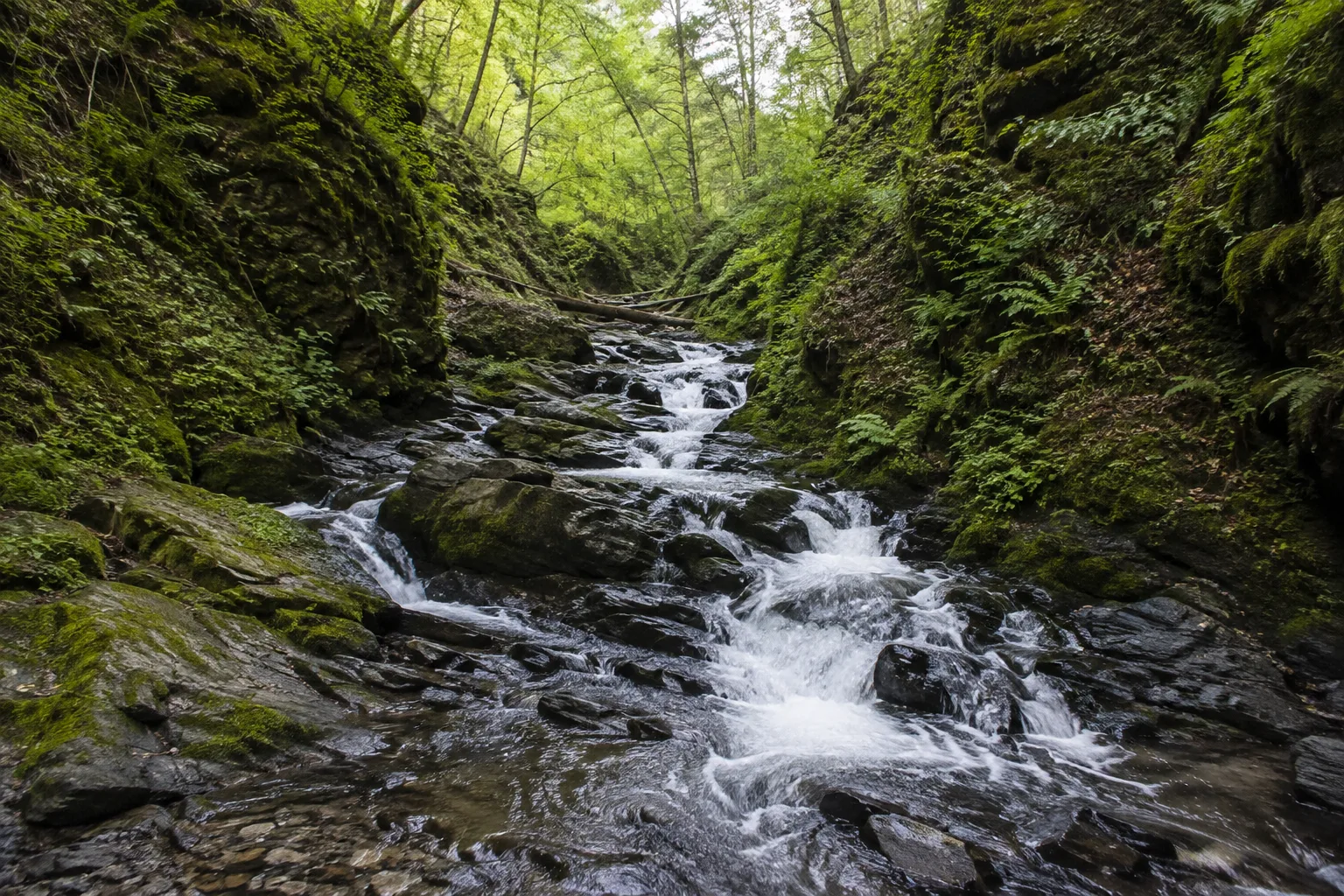 Ravenna-Kaskaden: kleine Wasserfälle über dunklen Fels zwischen Moos und Farnen
