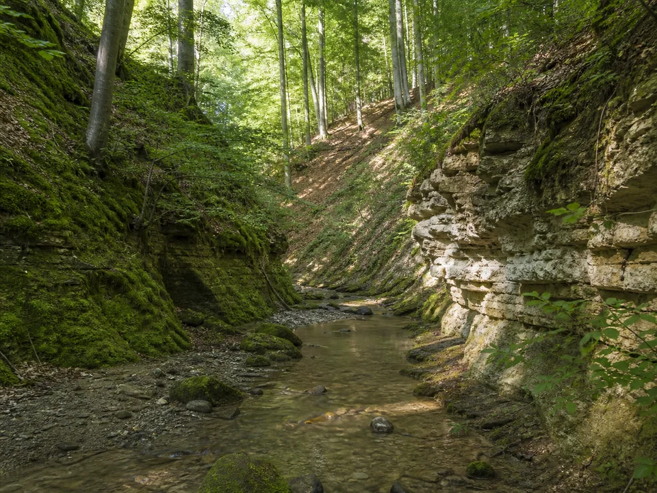 Schmalegger Tobel: Kleiner Bach im engen bewaldeten Einschnitt mit Buchen, Moos und hellen Sandsteinlagen, kein erfundener Wasserfall