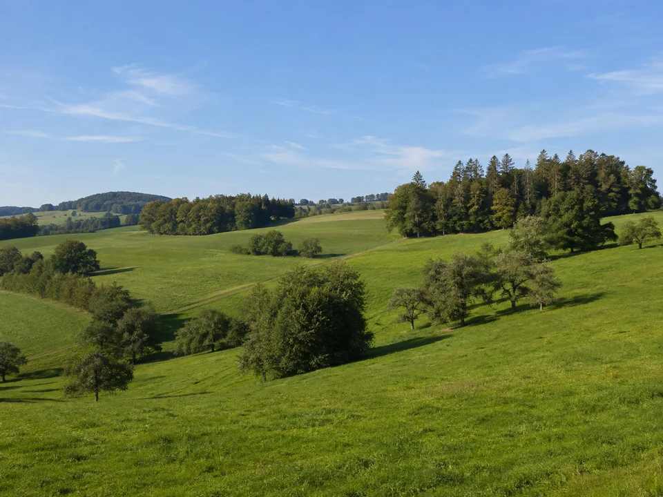 Bavendorfer Hügelland: Sanfte weite grüne Wiesenhügel mit Obstbäumen und Feldgehölzen, niedrige Waldgruppen am Horizont