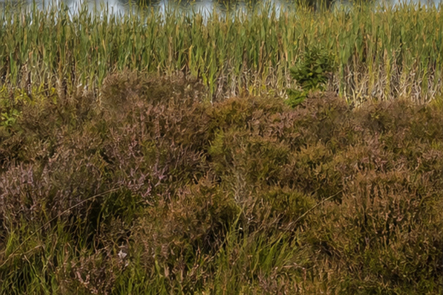 Recke: Landschaft beim Wandern in Recke