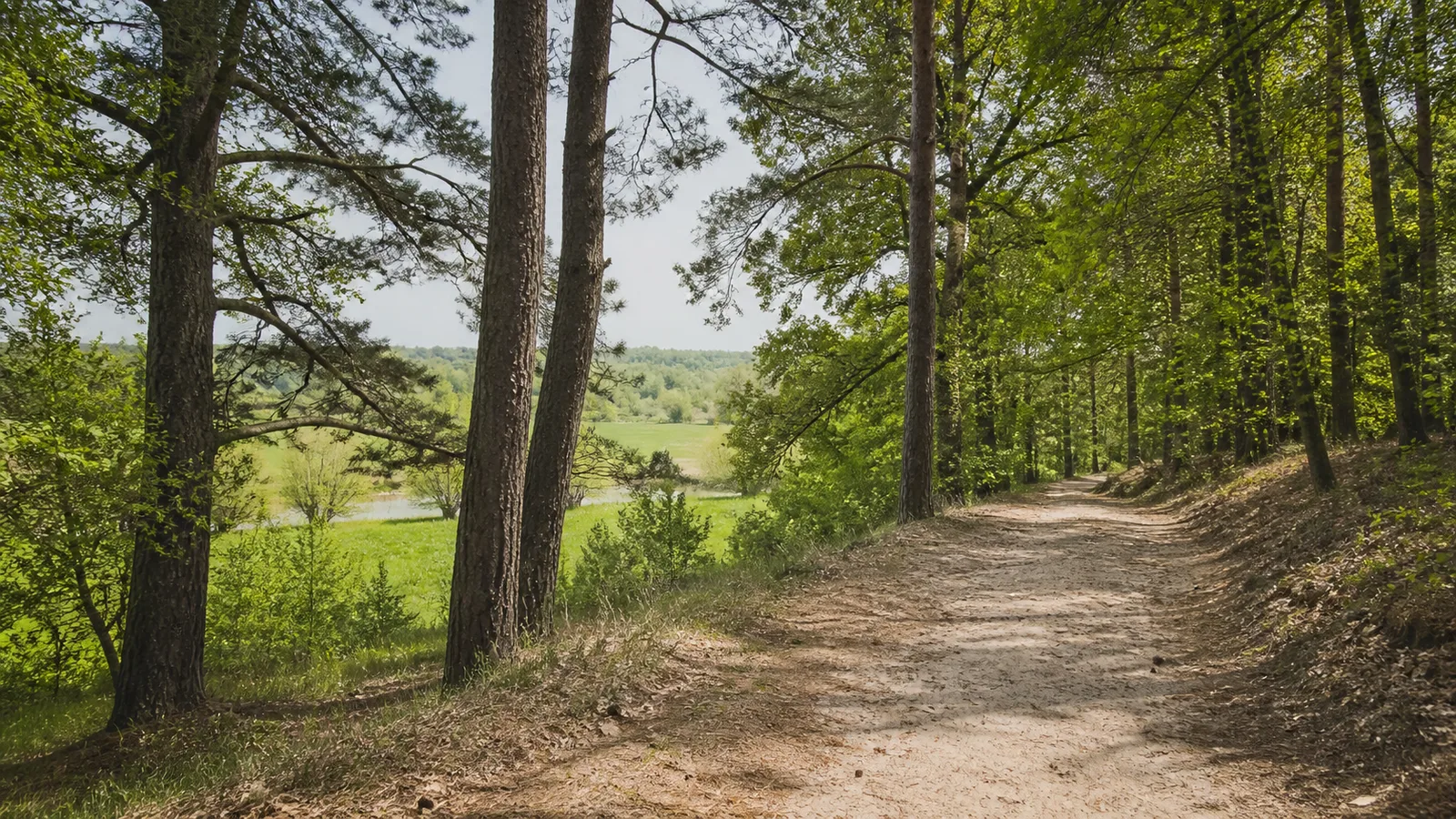 Sandiger Waldweg im Halderner Wald