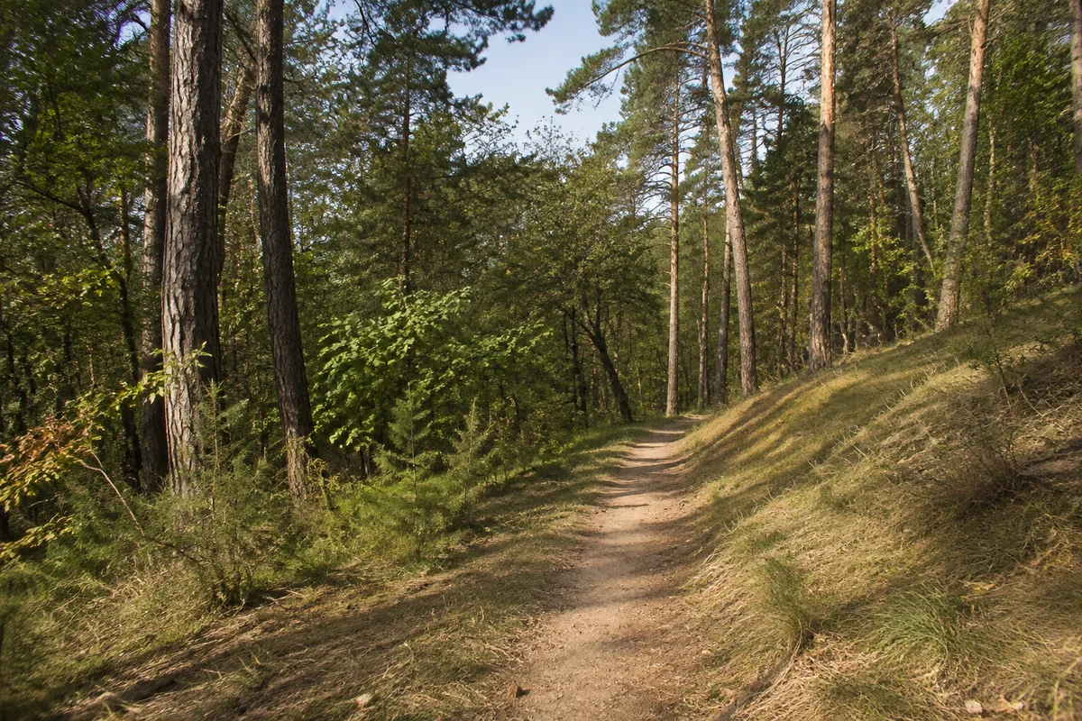 Buchen-Kiefern-Mischwald auf dem Keilberg im Osten Regensburgs, leicht hügeliger kalkiger Waldweg ohne Steinbruchkulisse.