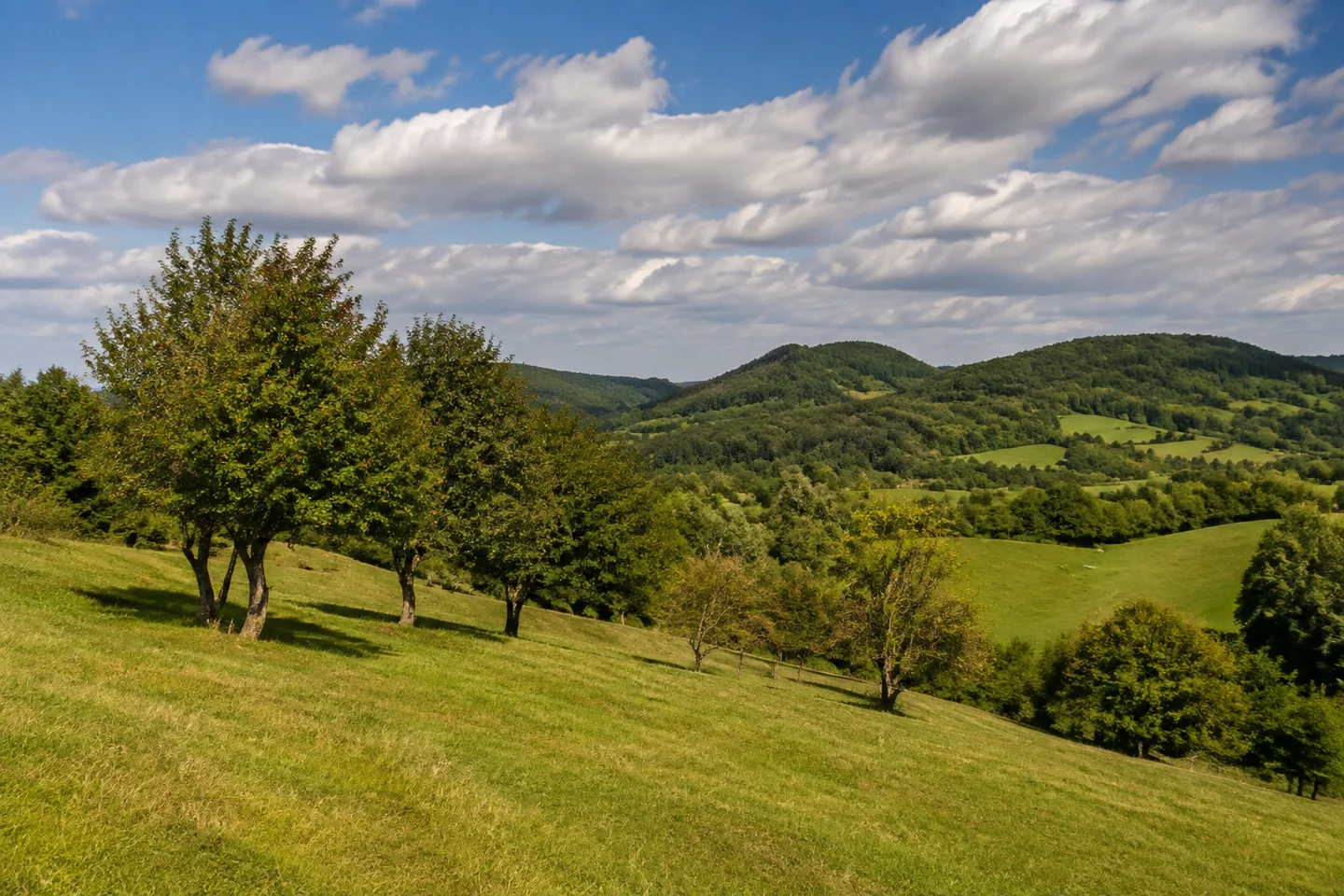 Wiesenhang bei Laudenau im Rodensteiner Land, kleine Obstbaumgruppe, sanft abfallende Weiden und bewaldete Kuppen; keine Ruine im Bild.
