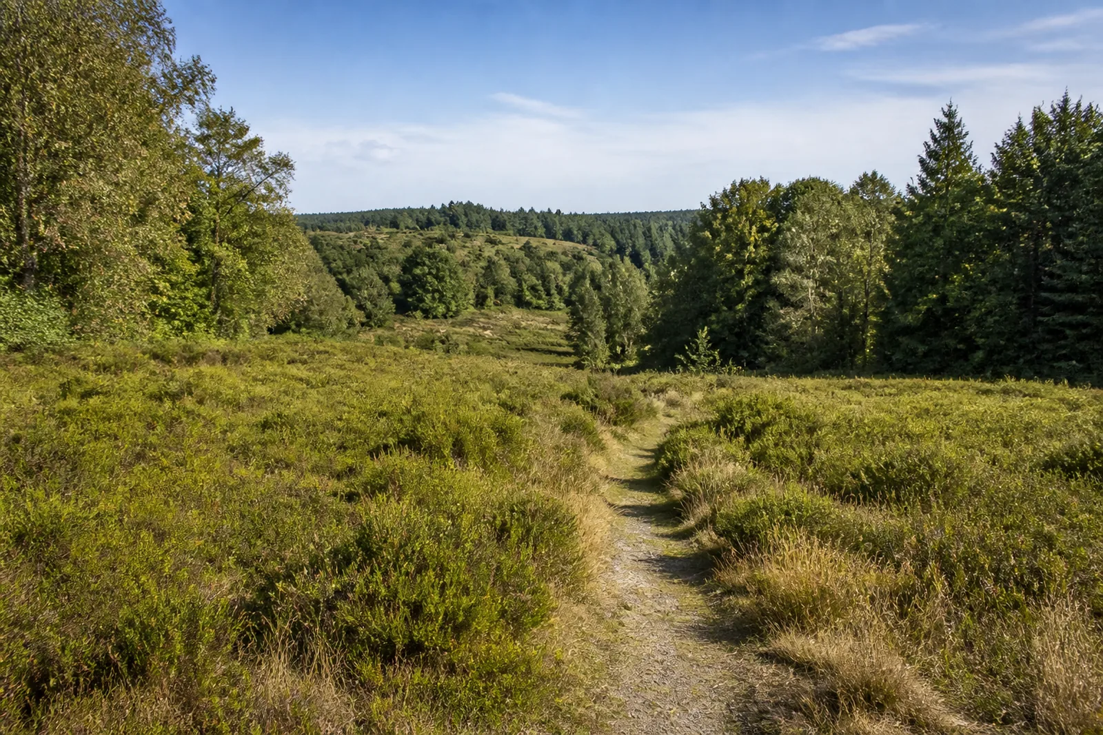 Wacholderheide bei Puhlbruch