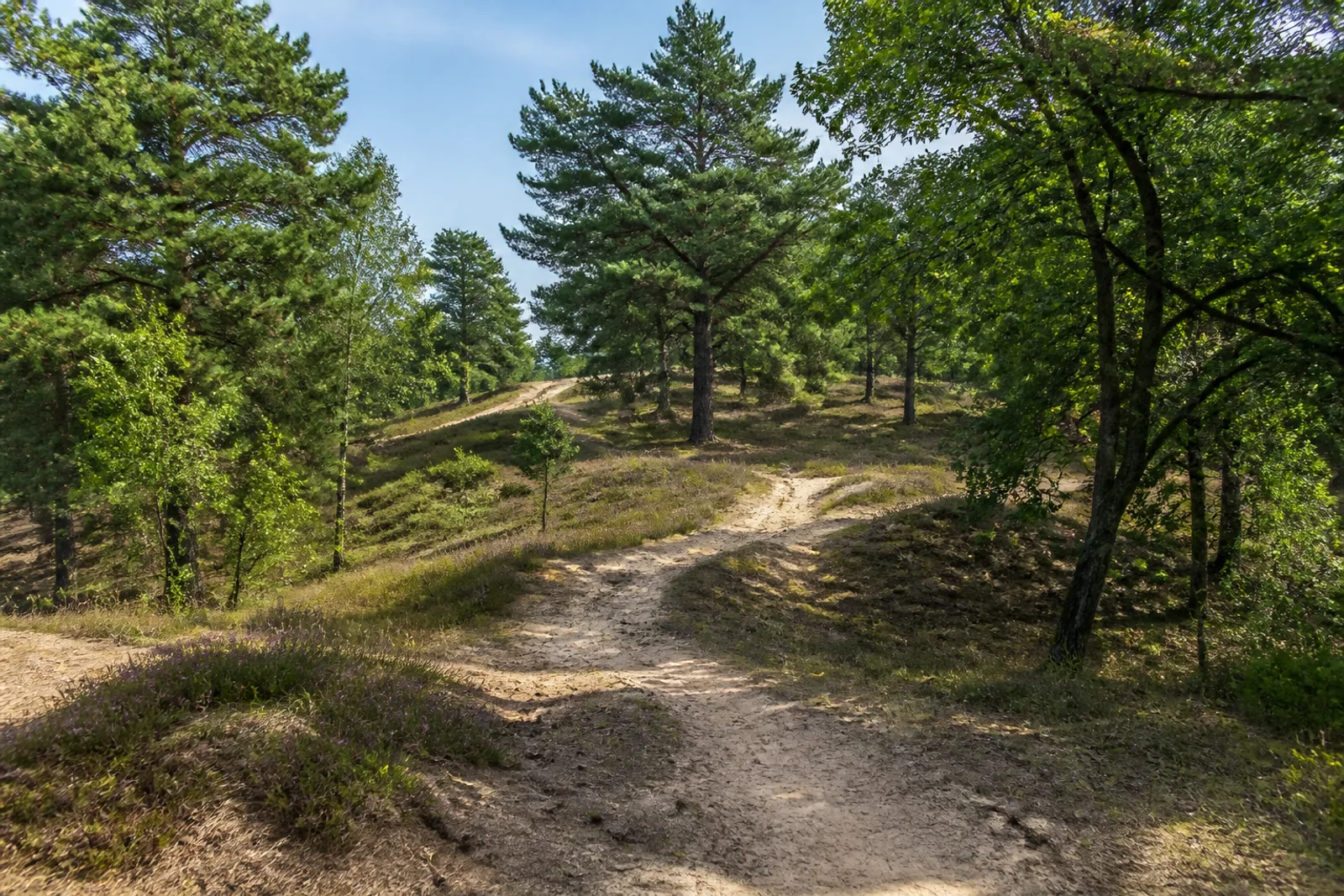 sandiger Waldweg in der Hohen Mark