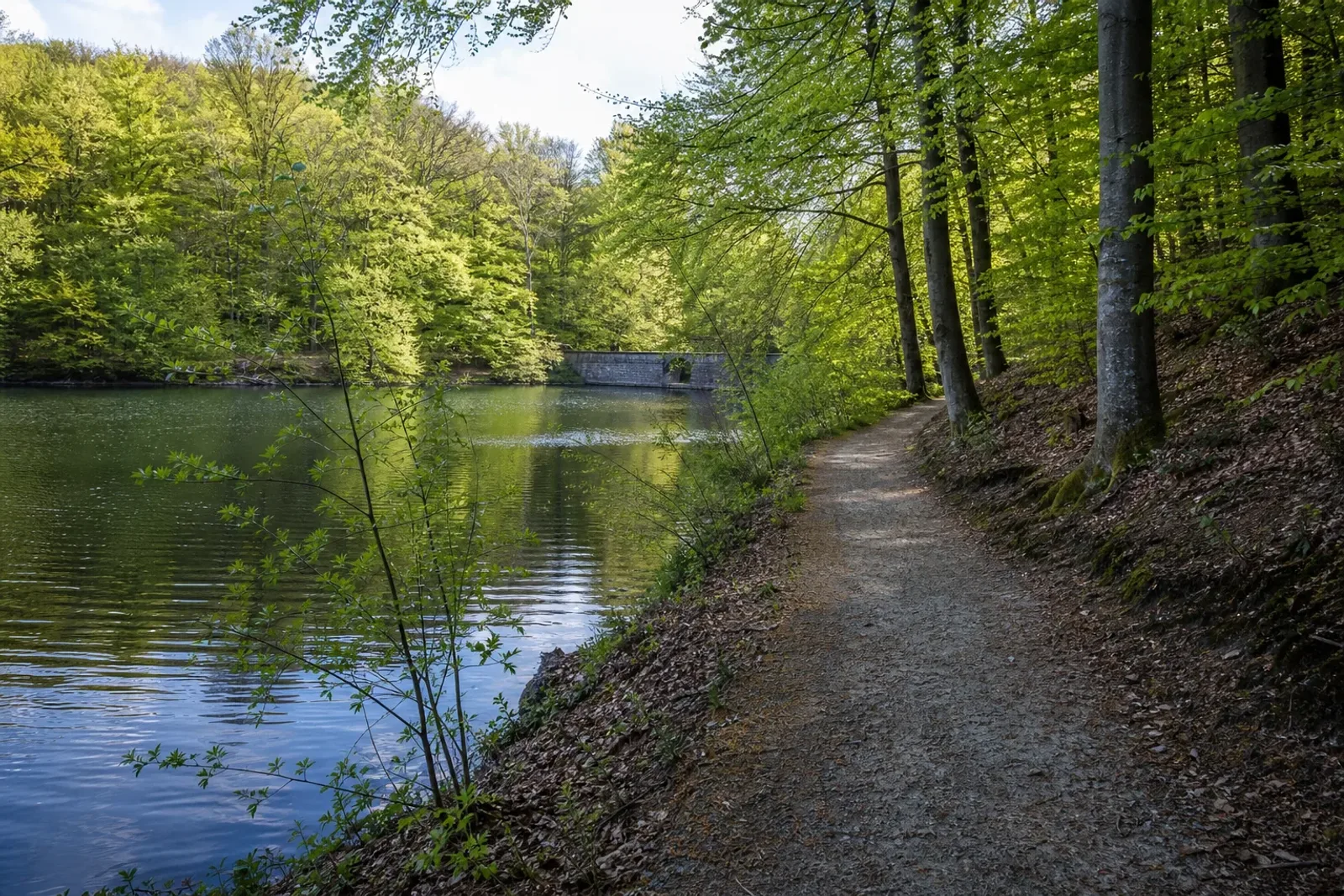 Uferweg an der Eschbachtalsperre in Remscheid zwischen Buchenwald und Wasser