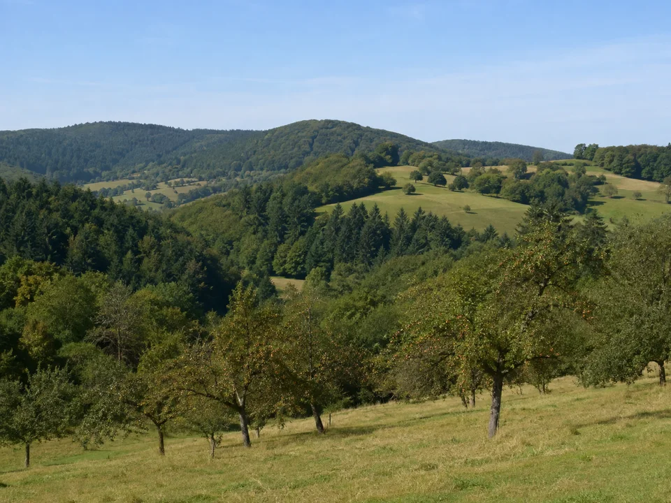 Östliches Remstal: Obstwiesen und zunehmend bewaldete rundliche Albvorlandhügel bei Schwäbisch Gmünd ohne alpine Berge