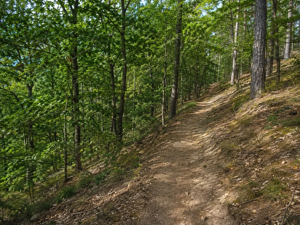 Schurwald bei Strümpfelbach: Laubwaldpfad mit sandigem Boden und leicht ansteigendem Gelände am südlichen Remstal