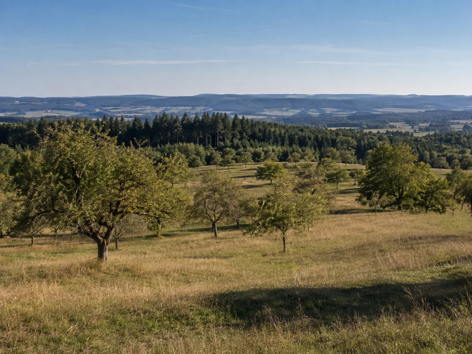 Höhen bei Buoch: Offene Streuobstwiese auf einer sanften Hochfläche mit dunklen Waldstreifen und weitem Mittelgebirgsblick