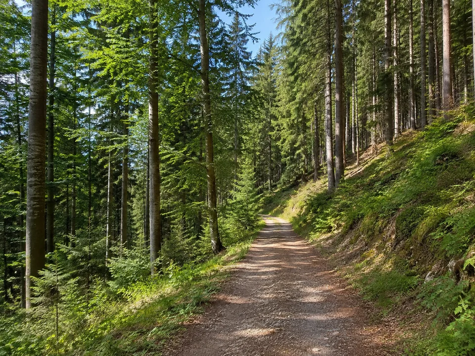 Waldhöhen bei Bad Griesbach: Breiter Wanderweg durch dichten Tannen-Buchenwald an einem hohen gerundeten Schwarzwaldhang