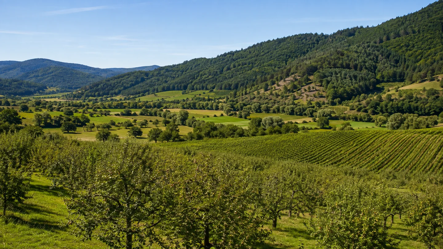 Renchtal: Oberkirch Bahnhof: Unteres Renchtal: Breites Tal bei Oberkirch mit Obstwiesen und Weinbergen unter grünen Schwarzwaldhügeln