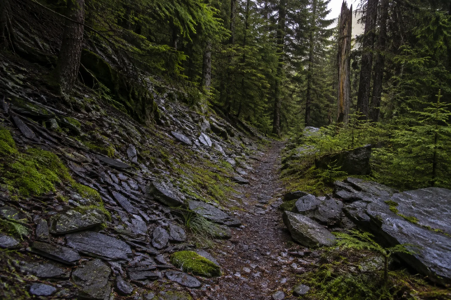 Schiefergebirge: schmaler Waldweg zwischen Schiefergestein und dunklen Fichten