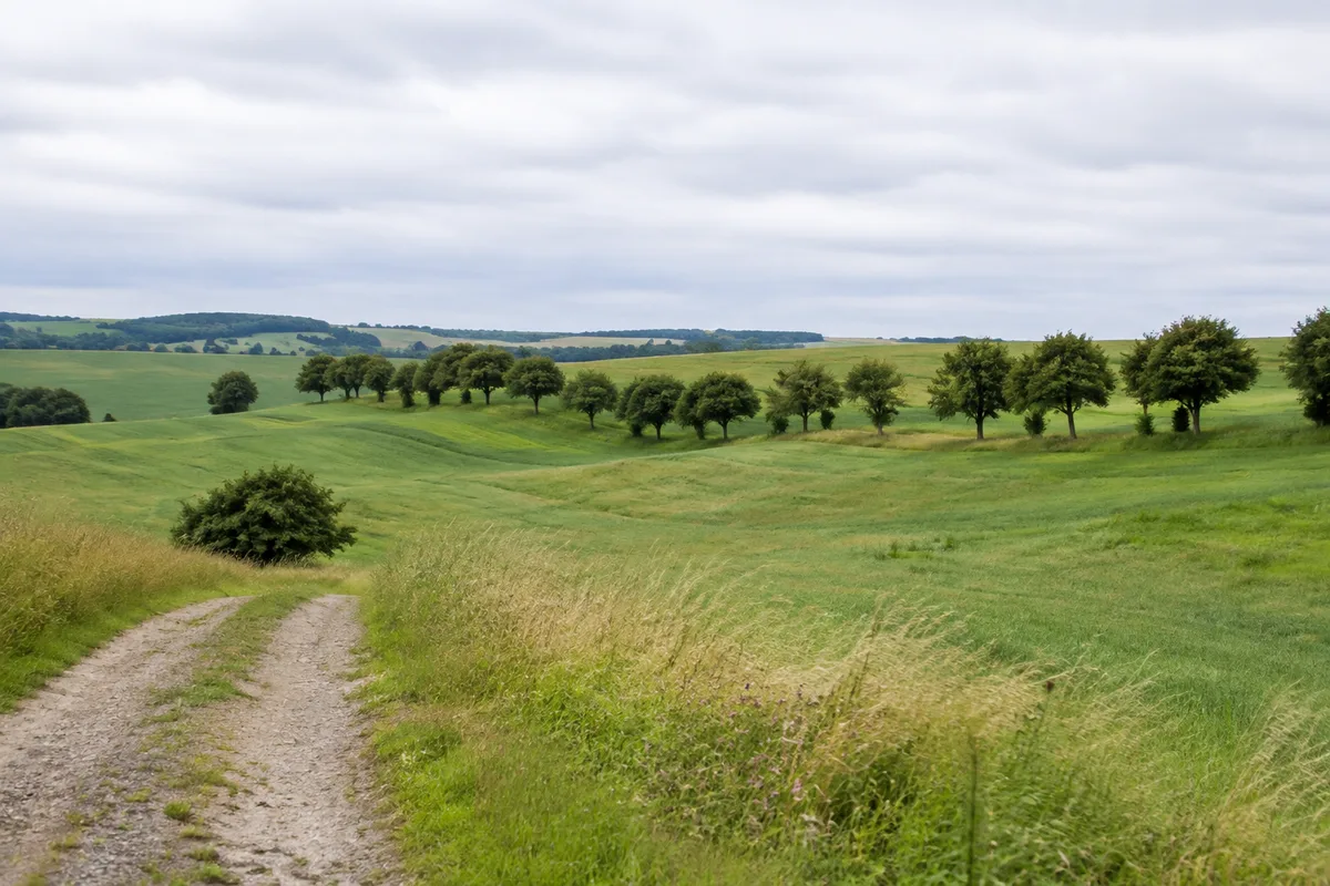 Offene Feldlandschaft bei Blengow mit Baumreihen und sanften Hügeln