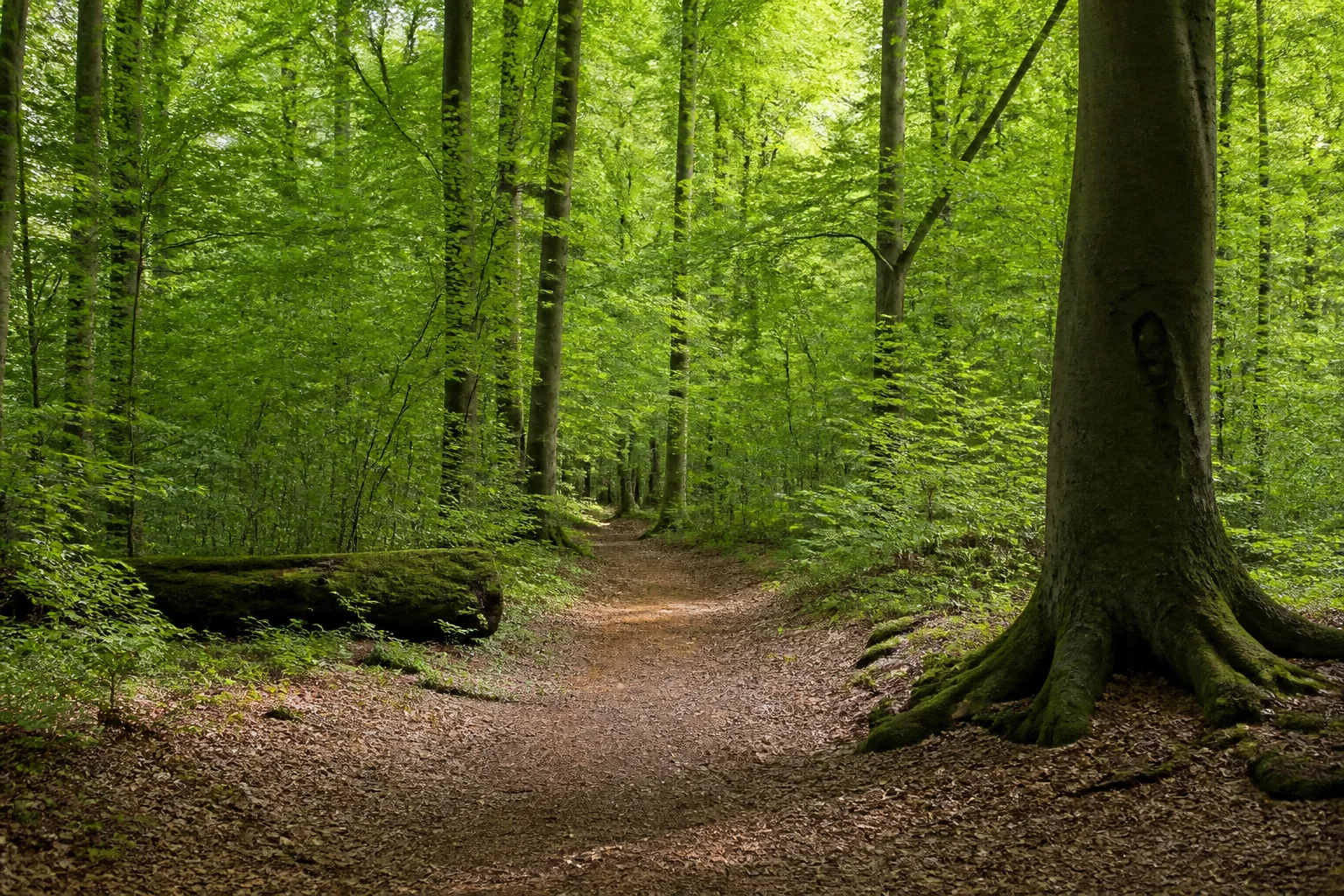 Rhedaer Forst