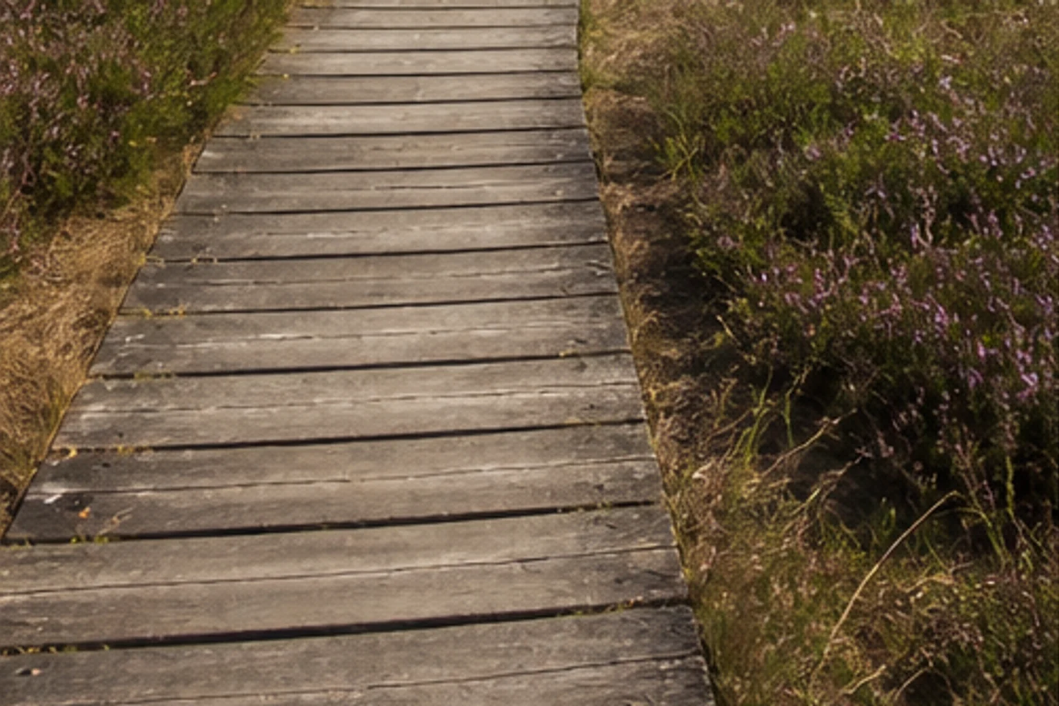 Rhede: Landschaft beim Wandern in Rhede