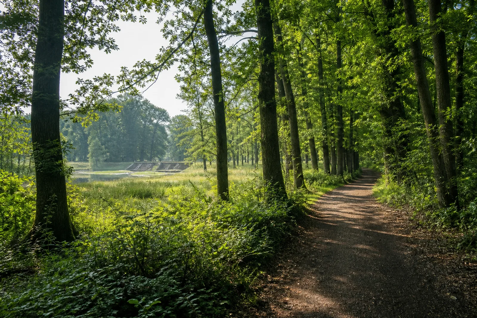 Waldweg durch alten Laubwald und feuchte Wiesen im Bentlager Wald bei Rheine