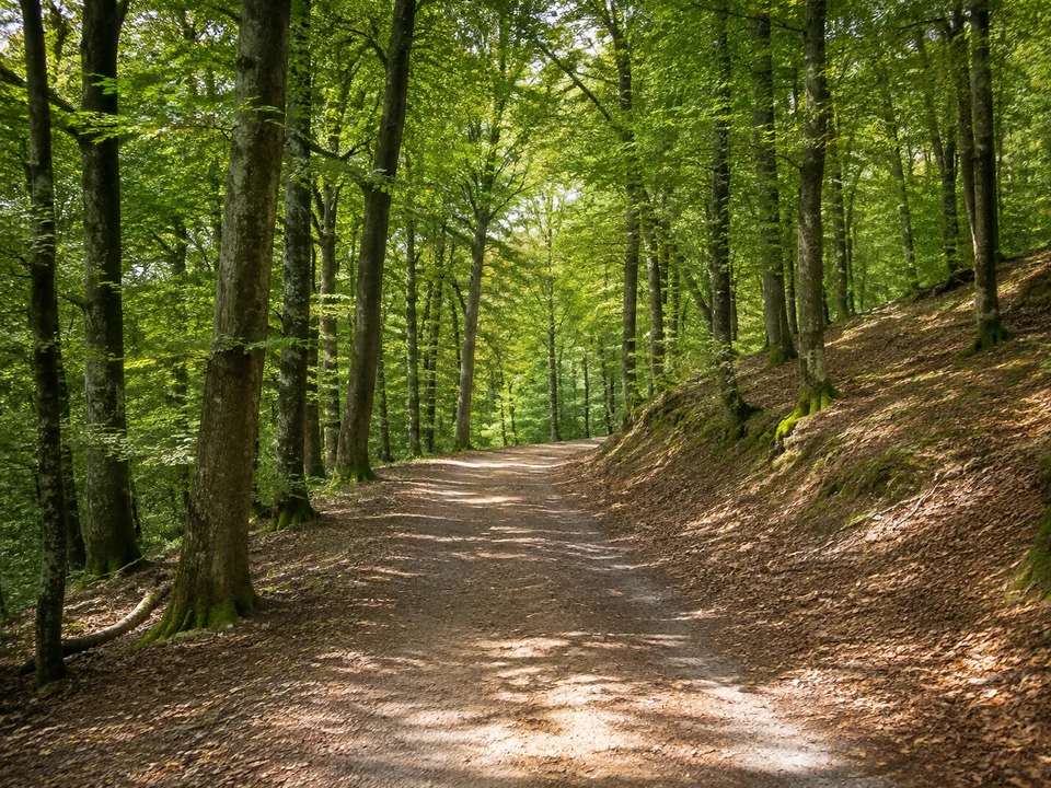 Rheingauer Waldhöhe: Breiter Wanderweg durch Buchen und Eichen auf einem rundlichen bewaldeten Taunusrücken