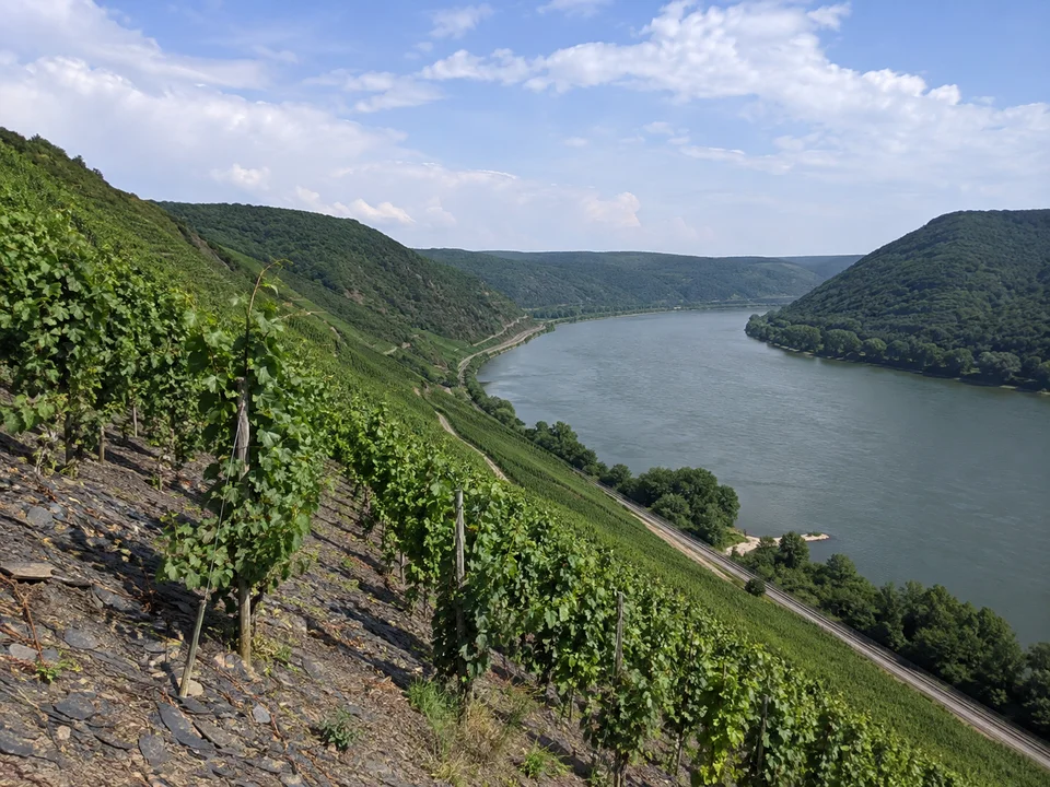 Westliches Rheingautal: Weinreben an steilem schieferigem Hang über einem breiten Fluss zwischen bewaldeten Mittelgebirgshängen