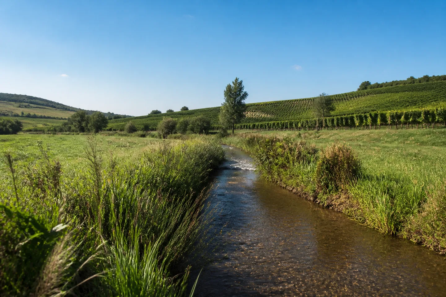 Wiesen und niedrige Rebhänge am kleinen Fluss Selz bei Stadecken-Elsheim.