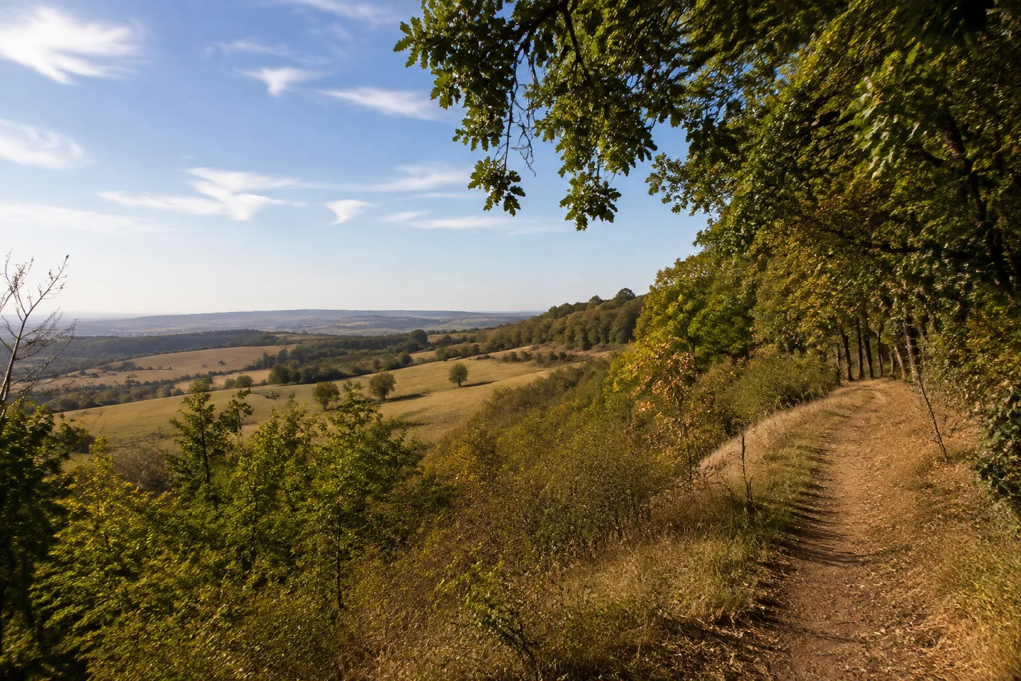 Eichenmischwald und Wiesen auf niedrigen Hügeln bei Tiefenthal in der Rheinhessischen Schweiz.