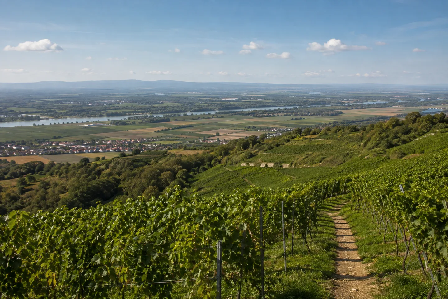 Blick von Weinbergen bei Bodenheim über die weite Rheinebene, niedrige ferne Höhen und keine Schlucht.