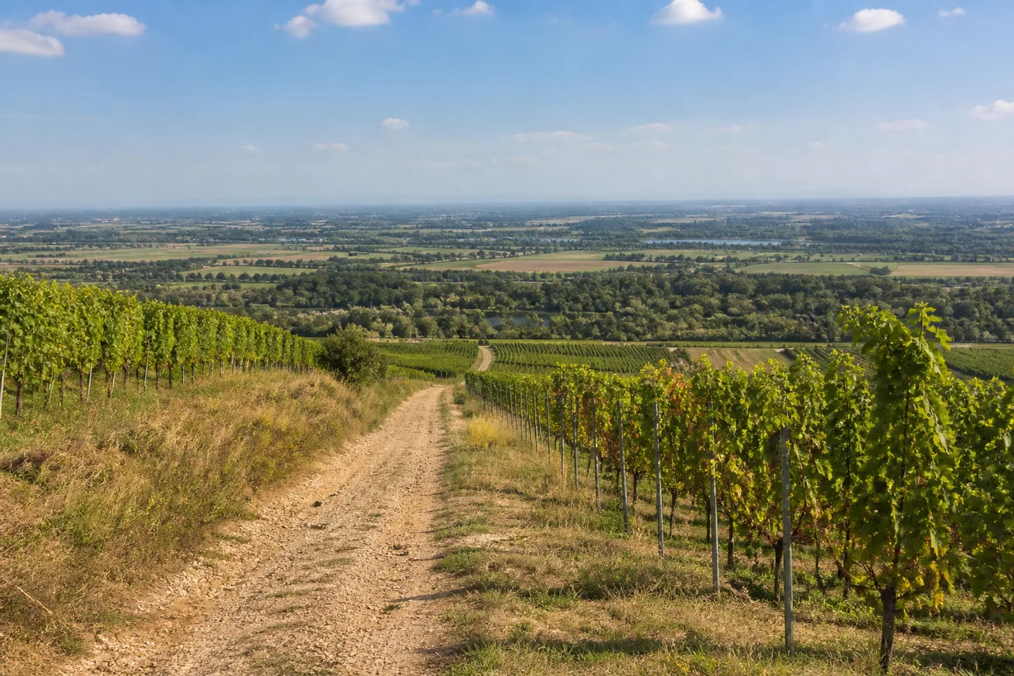 RheinTerrassenWeg: Sanfte Weinberge bei Osthofen mit Wirtschaftsweg und sehr breiter flacher Rheinebene in der Ferne.