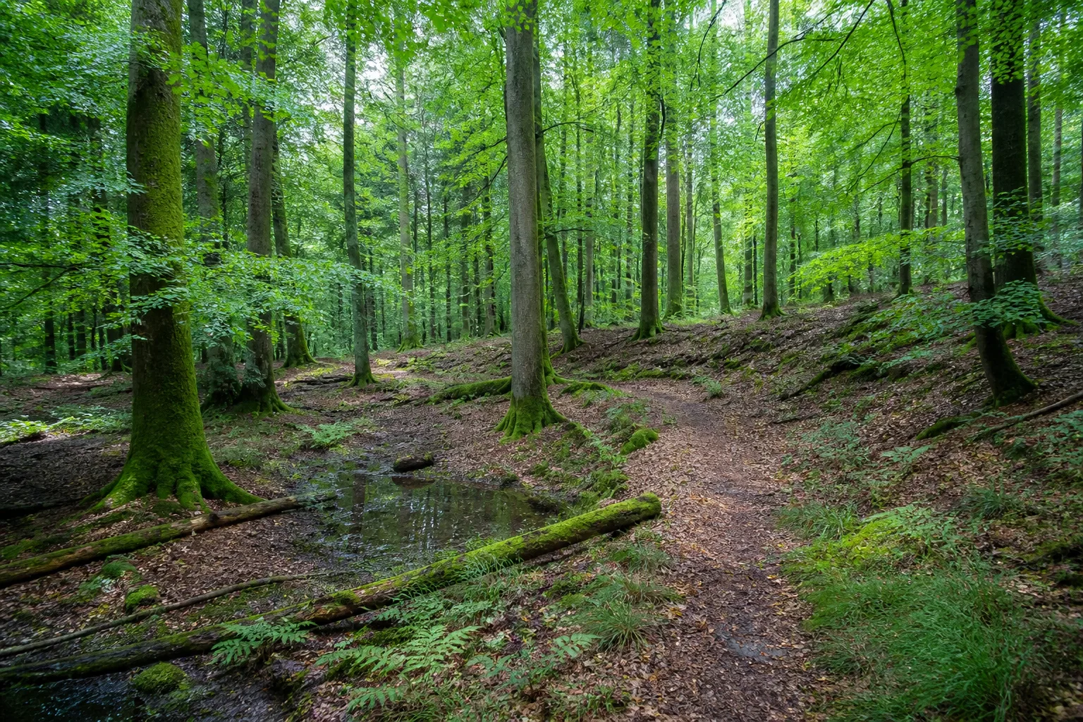 Naturwaldzelle Littard beim Wandern in Rheurdt