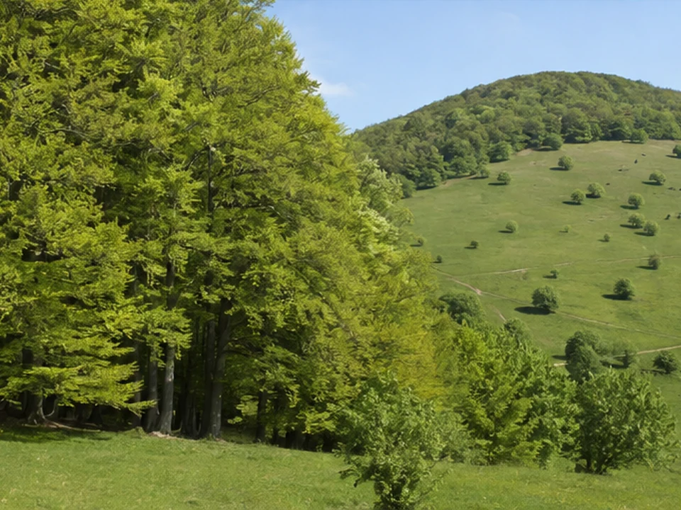 Wald und Weide: Buchenwald am Rand offener Matten