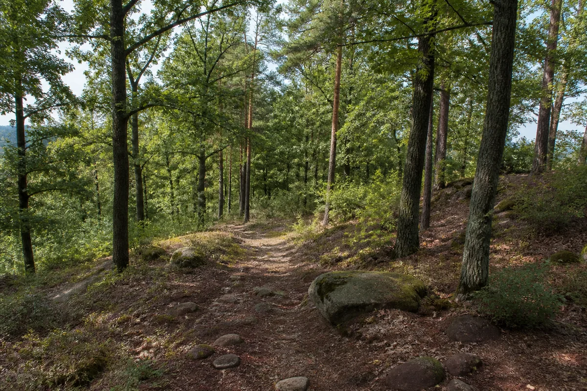 Rochlitz: Rochlitz Markt: Rochlitzer Bergwald: niedriger bewaldeter Bergrücken mit rötlichem Porphyr im Waldboden