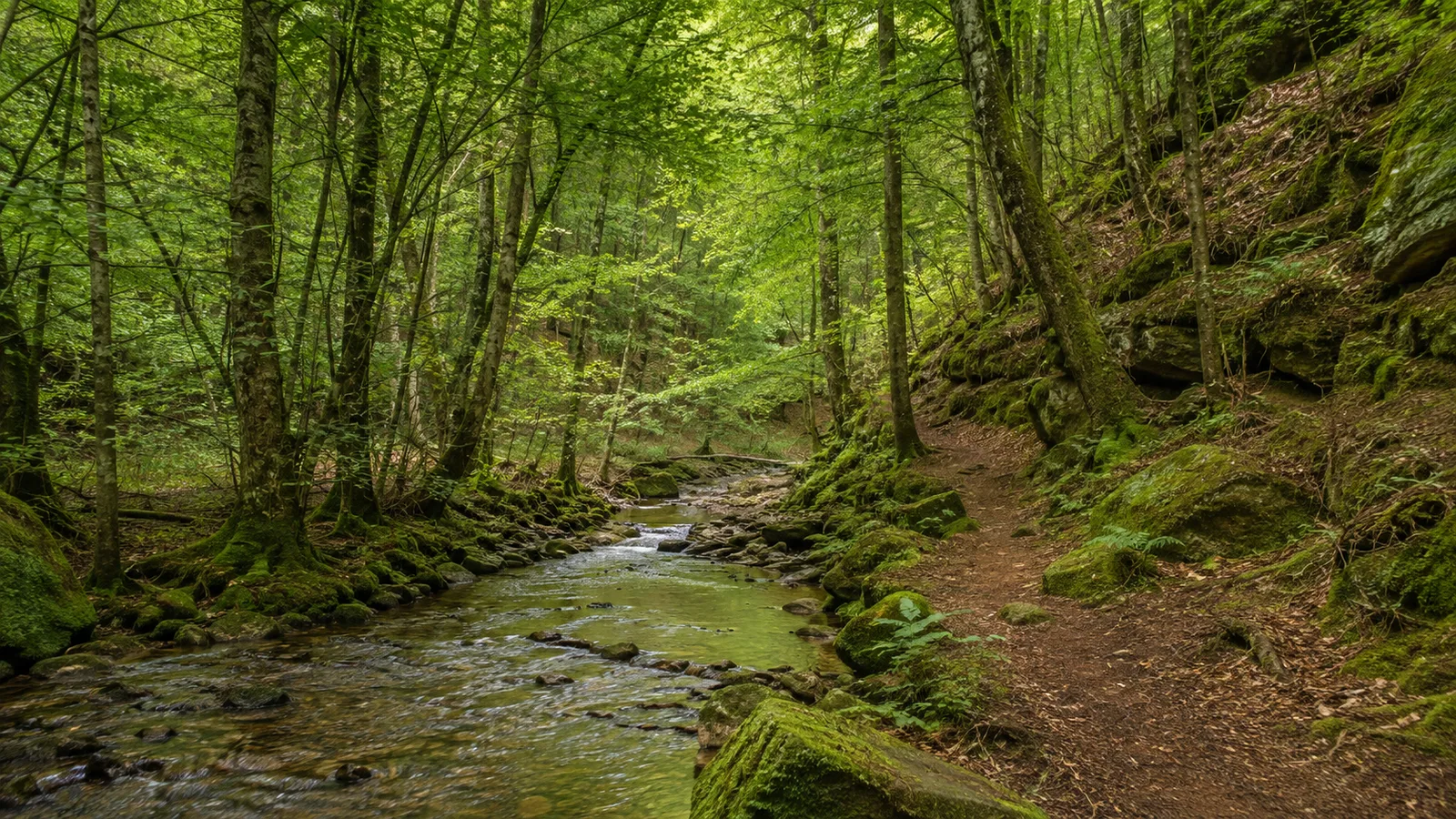 Rodalber Wald: naturnaher Waldpfad