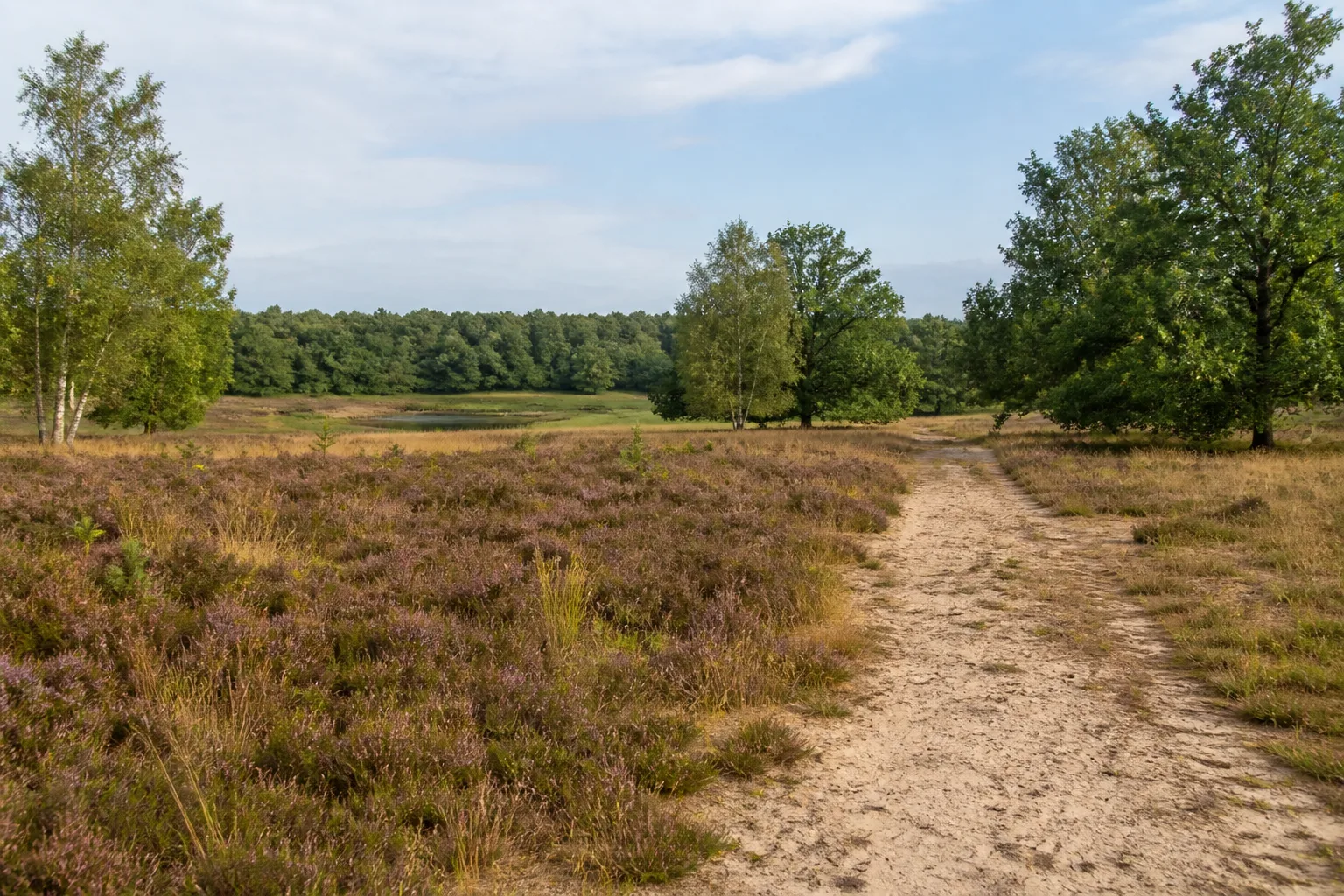 Sandweg durch die Wahner Heide am Turmhof in Rösrath