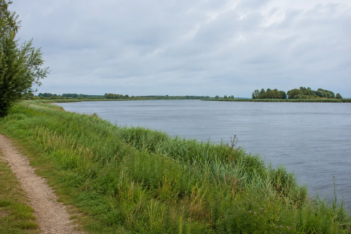 Grünes Warnowufer bei Gehlsdorf mit breitem ruhigem Fluss