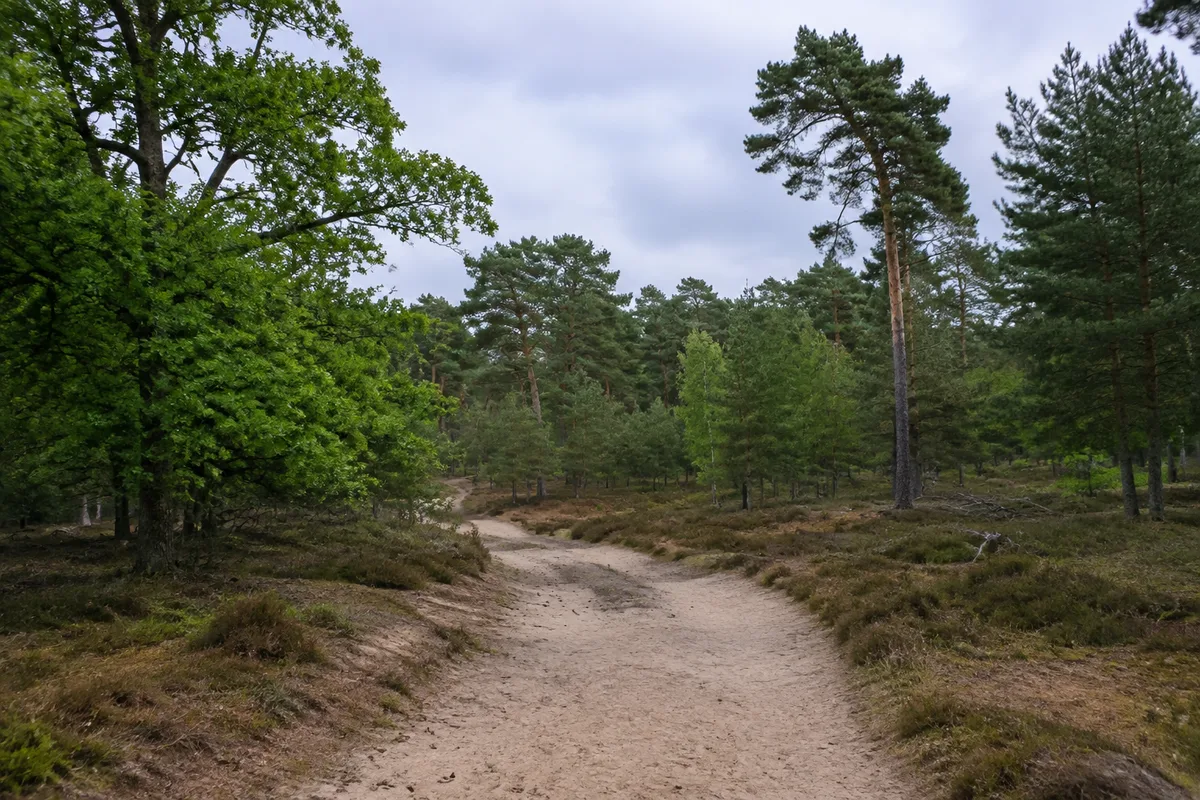 Rostock: Rostock Barnstorfer Wald: Kiefern und Buchen an sandigem Weg in der Rostocker Heide