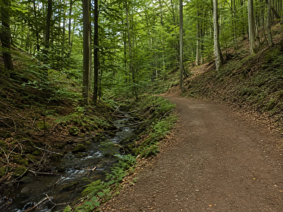 Mündershäuser Waldtal: Kleiner Bach neben breitem Wanderweg in dichtem hügeligem Buchenwald