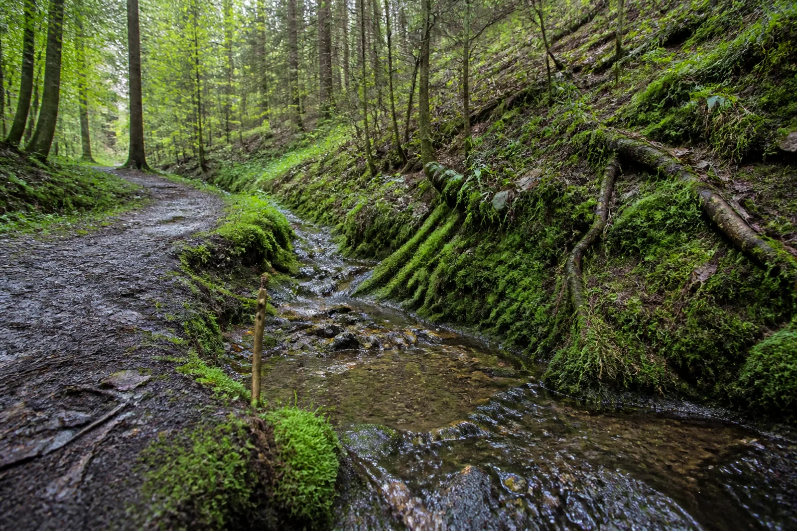 Kleine Quelle neben einem Waldweg im Rothaargebirge