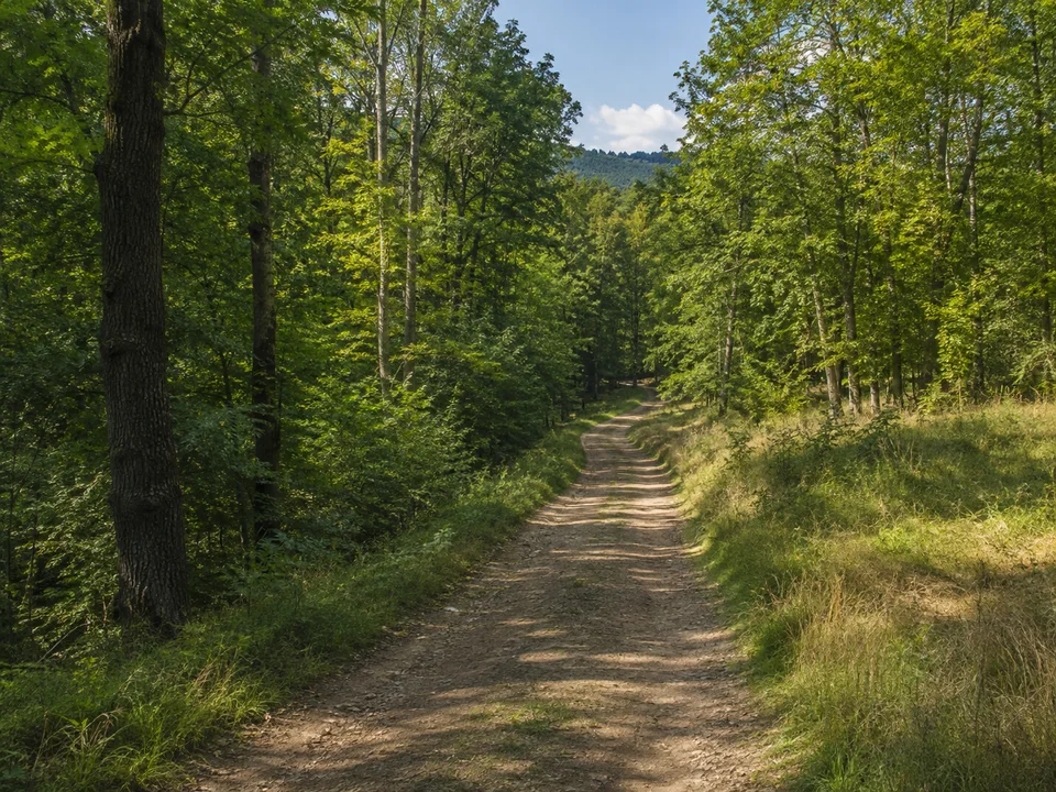Wälder bei Remda: Breiter erdiger Weg durch leicht hügeligen Laubmischwald mit hellen Waldrändern